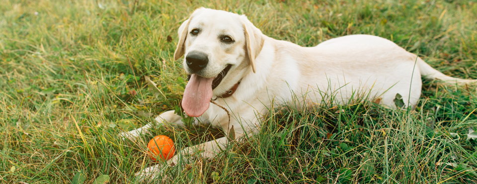 Factos Sobre Cães