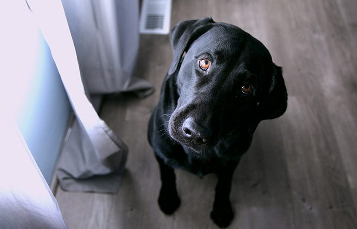 onde pulgas escondem em sua casa