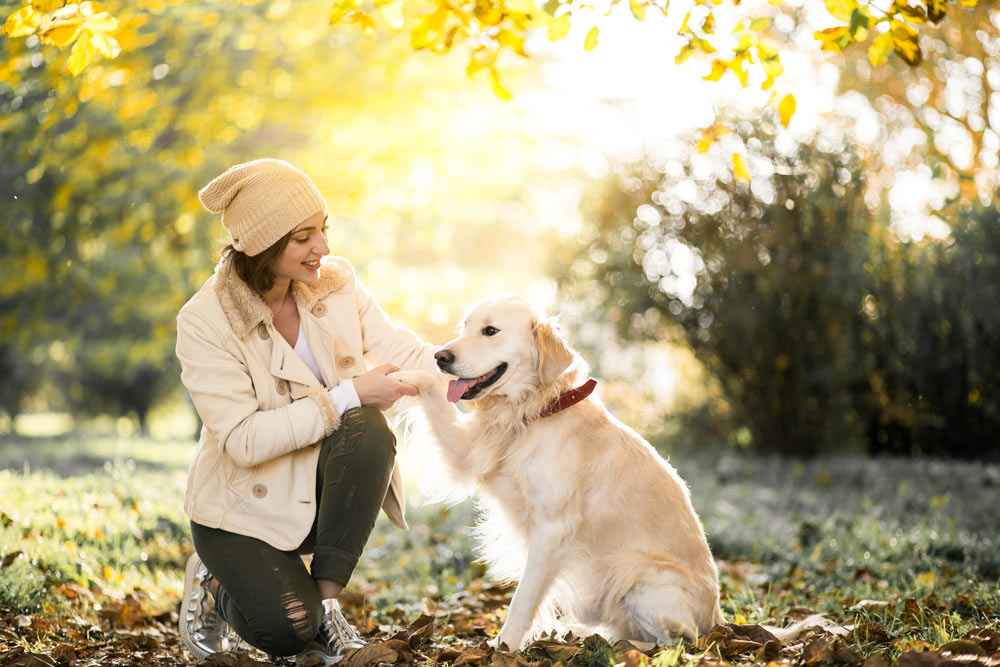 O aumento da temperatura afeta o comportamento de cães e gatos