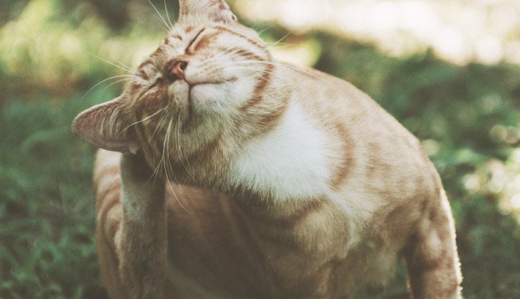 Não sabe se o seu gato tem pulgas