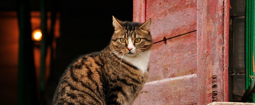 como gatos pegam pulgas dentro de casa