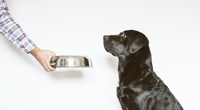 cuidados dos animais de companhia