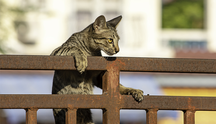 dieta e exercício de o seu gato