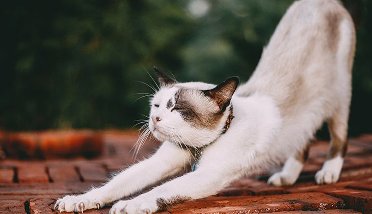 perguntando como dizer se seu gato tem pulgas