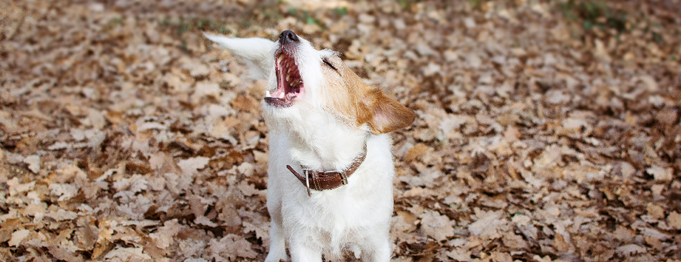 O que é que o seu cão lhe está a tentar dizer