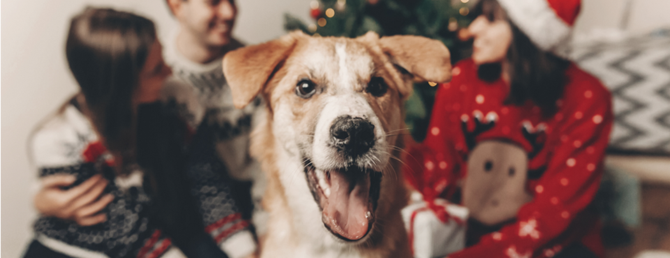 Como criar uma casa natalícia amiga dos pets