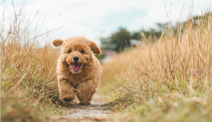 onde posso comprar um cão