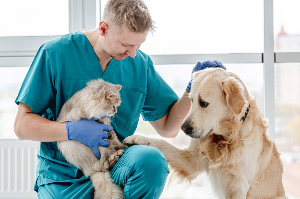 Encontre Médico Veterinário perto de si - Vetfinder