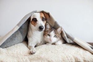 Descubras as melhores soluções para pets